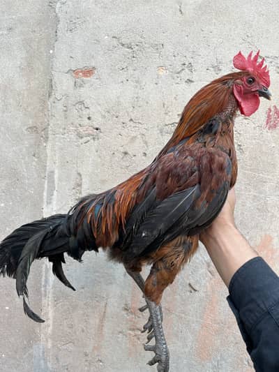4 Desi Murgy For Sale Rs:1100 Per Kg