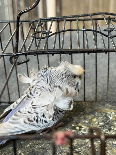 TCB hogoromo double flower male for sale