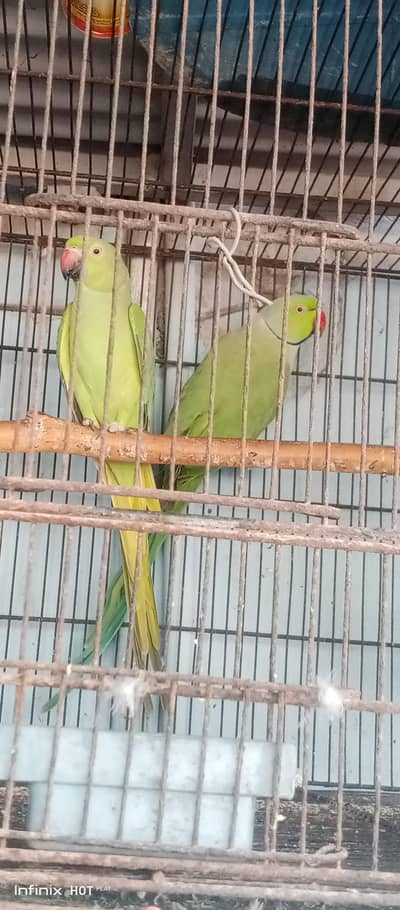 green ringneck parrot