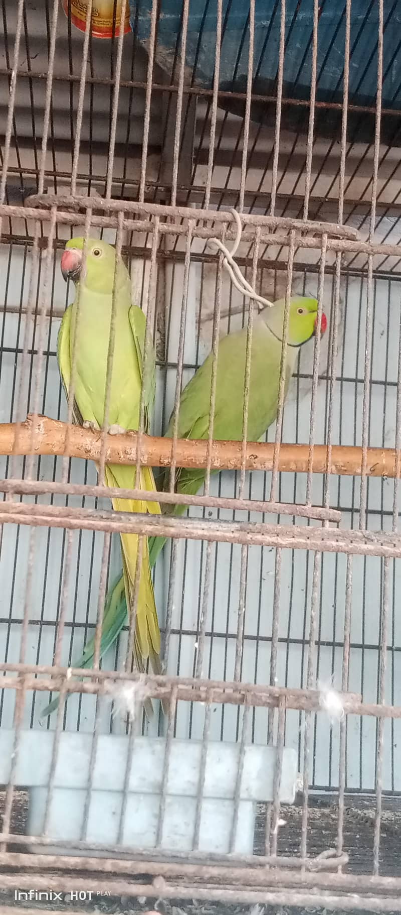 green ringneck parrot 0