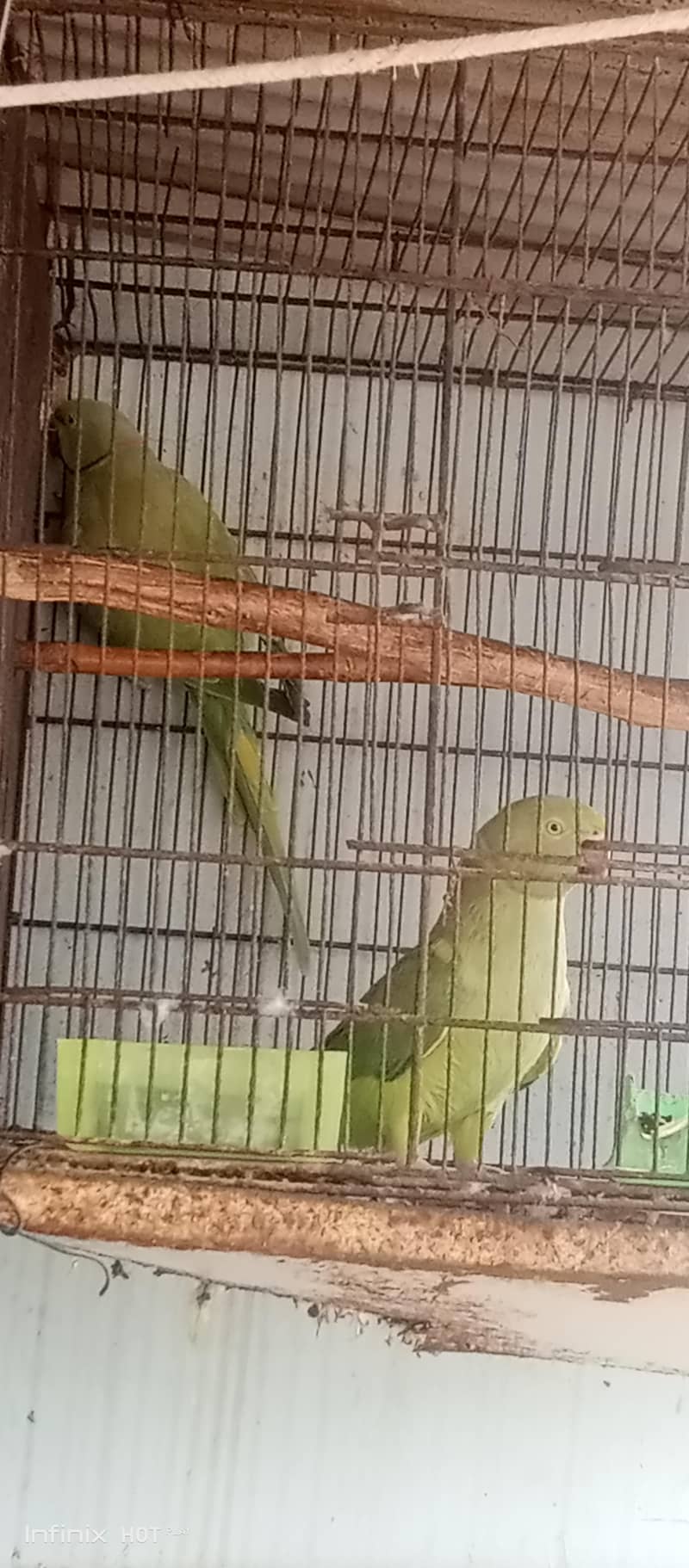 green ringneck parrot 1