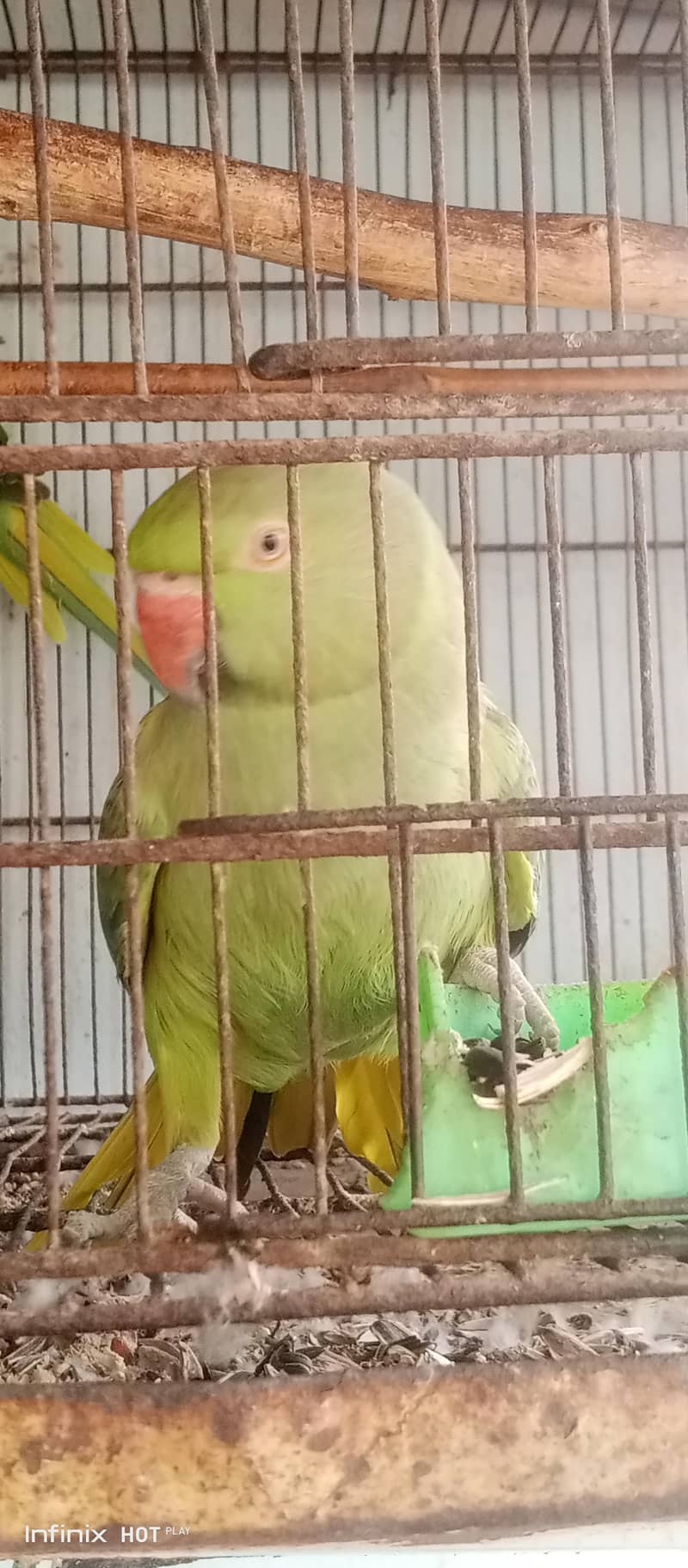 green ringneck parrot 2