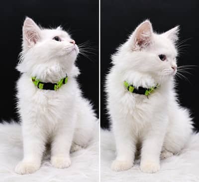 triple coated Persian cat