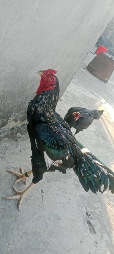 aseel pair walati black long hight