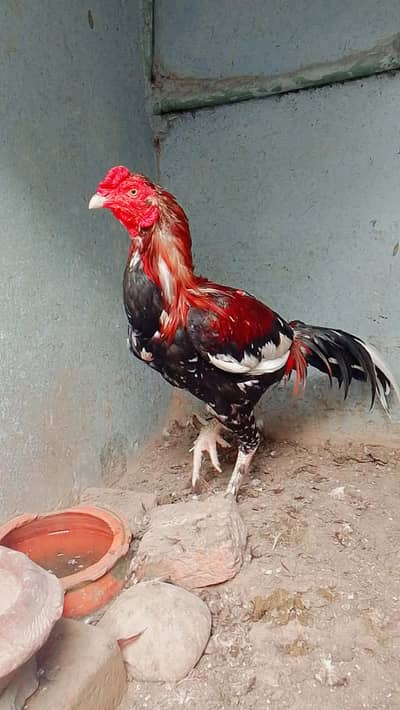 پرموز سیل مرغا