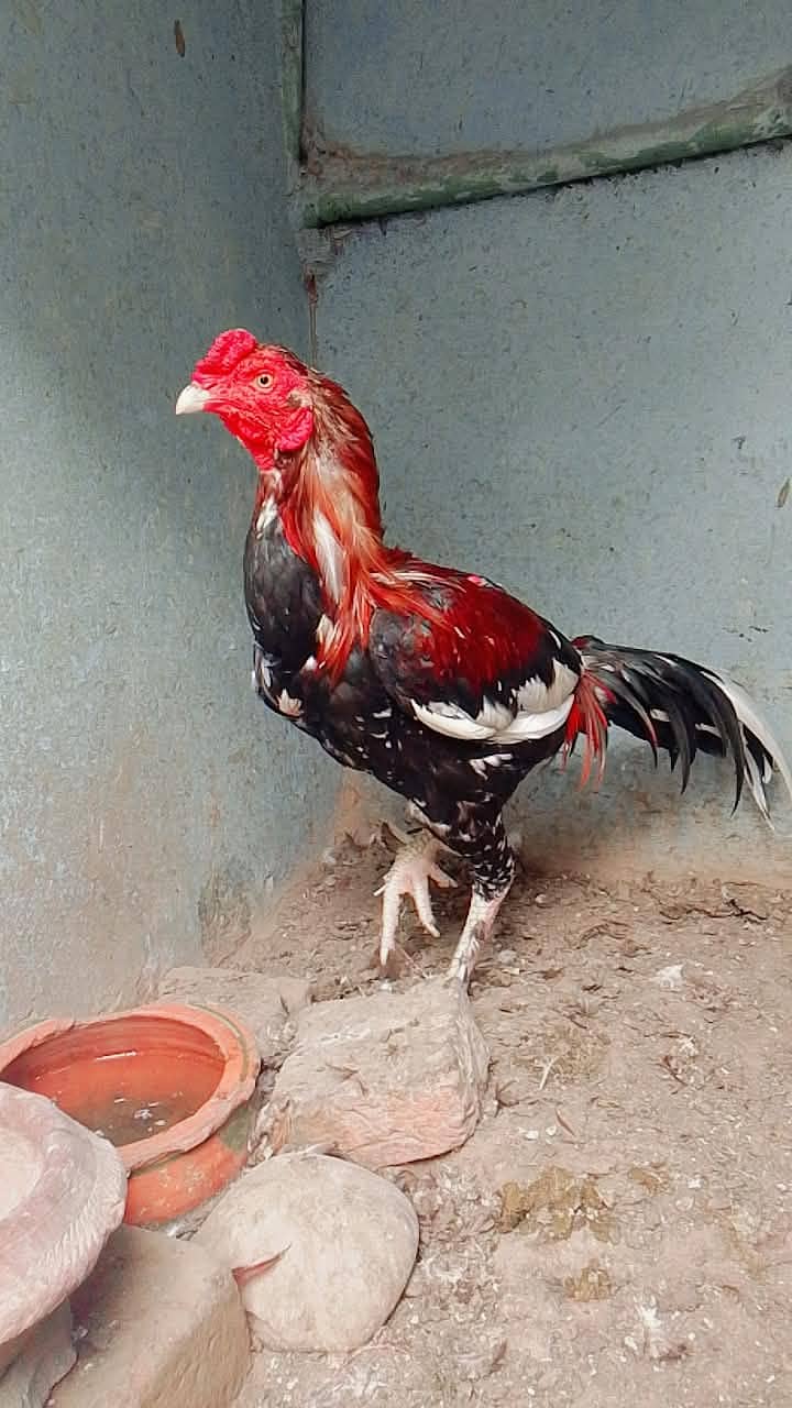 پرموز سیل مرغا 0