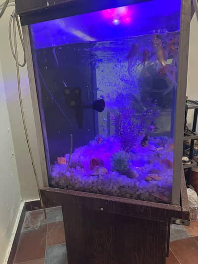 aquarium and all fish