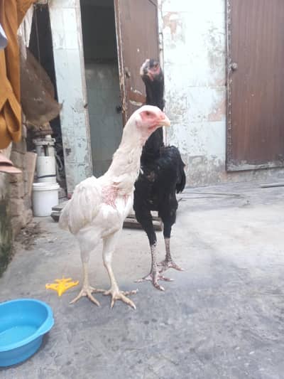 shamo really bohat achi female hai
