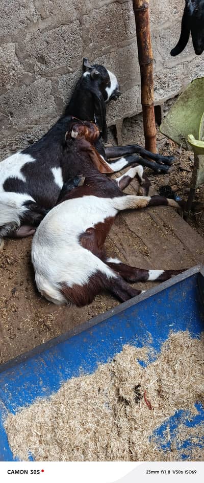 ma Sha Allah full active Bakra