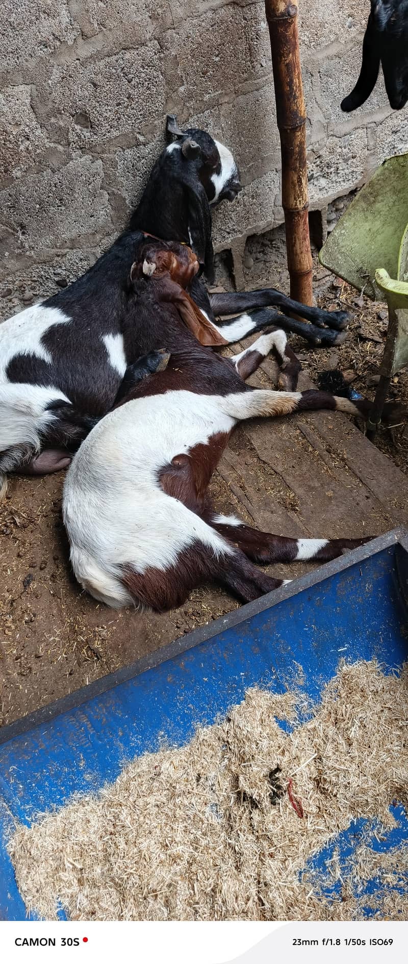 ma Sha Allah full active Bakra 0