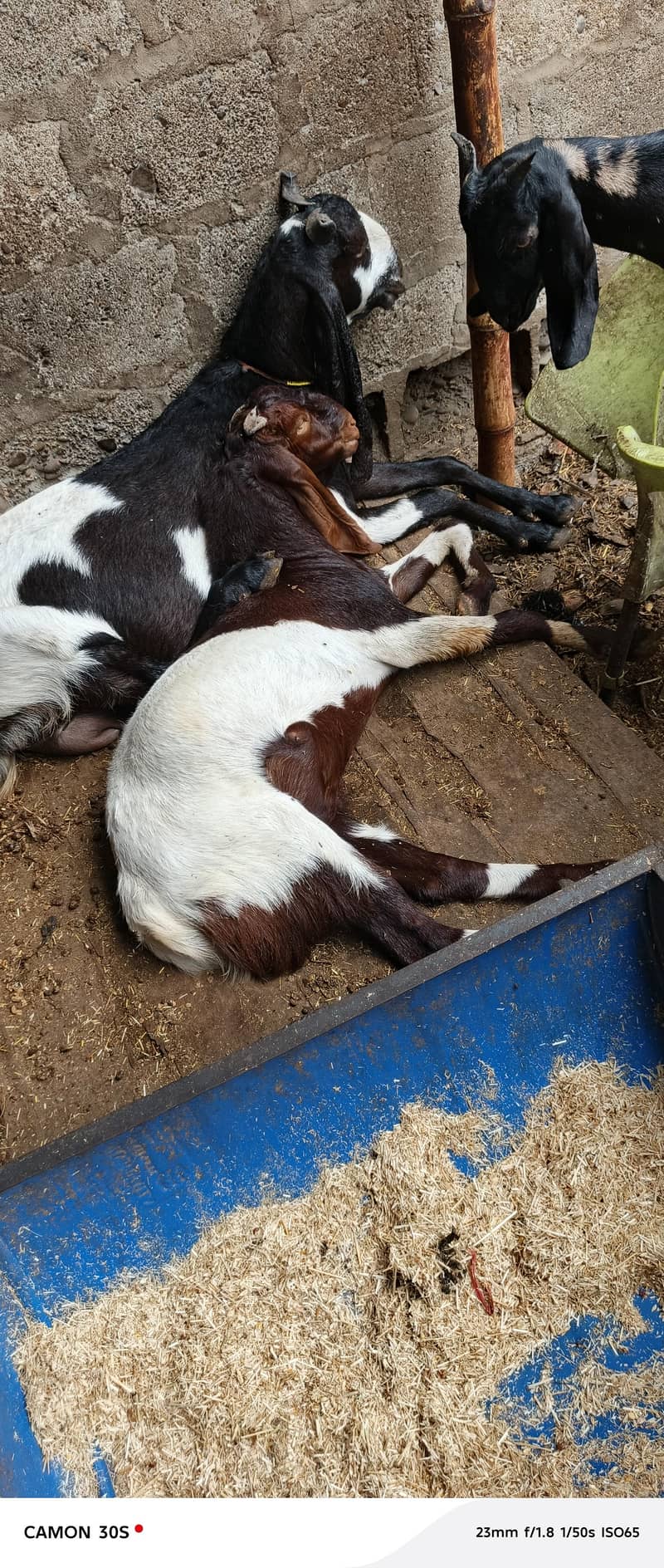 ma Sha Allah full active Bakra 1