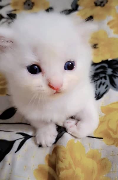 Pure White Persian Female Kitten For Sale - 1 Month Old - Price 8000