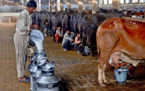 Milk Supply