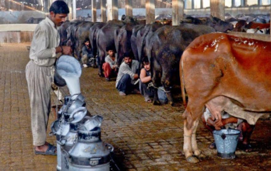 Milk Supply 0