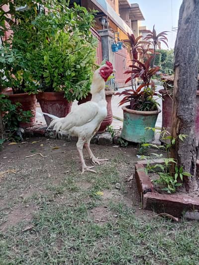 paper white aseel heera breeder pair plus with 6 chicks