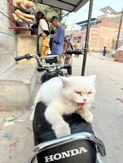 Cate for sell