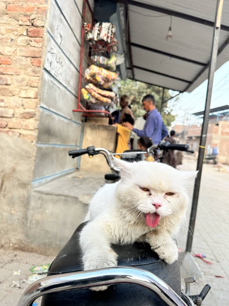 Cate for sell 1