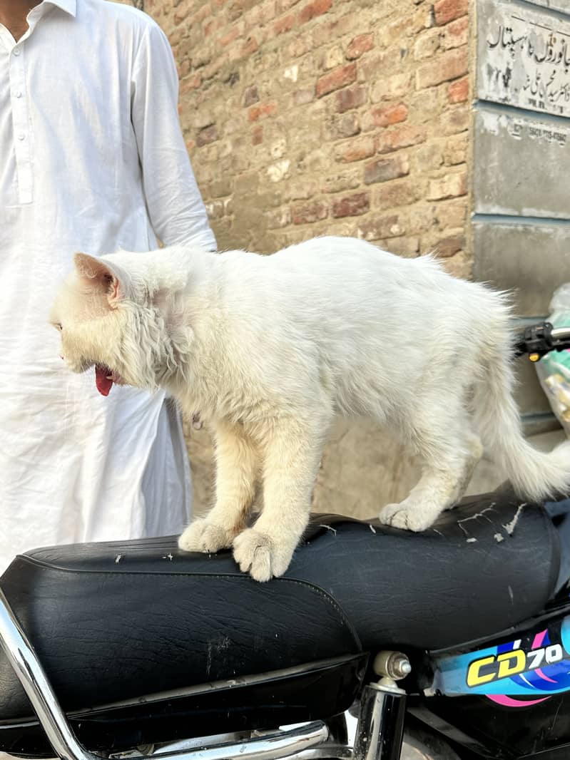 Cate for sell 3