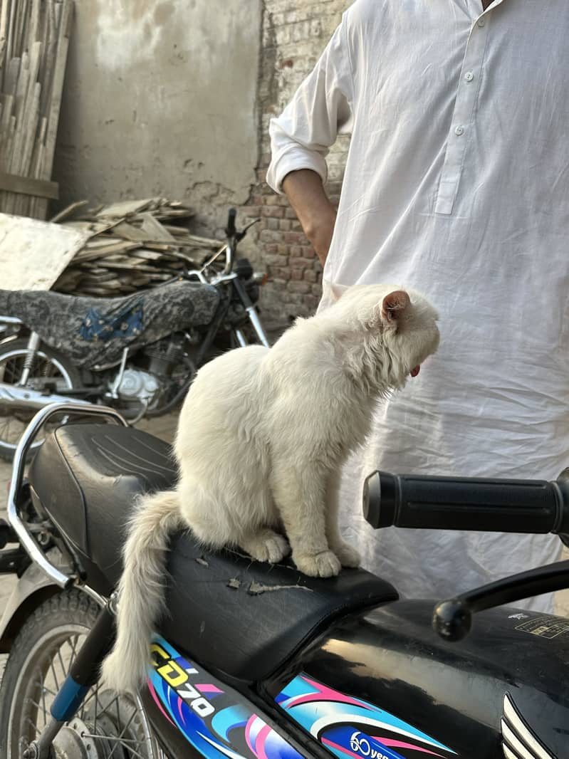 Cate for sell 5