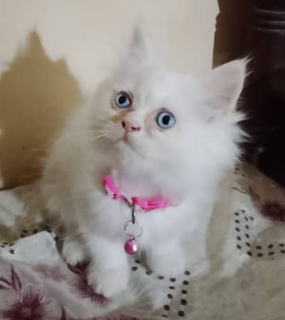 two beautiful kitten looking for ne home