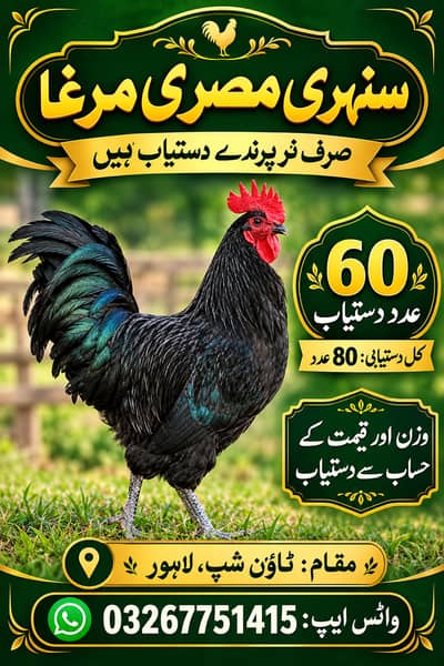 Golden misri dasi murga