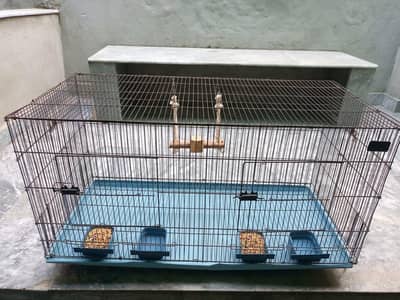 cages of budgies and lovebirds