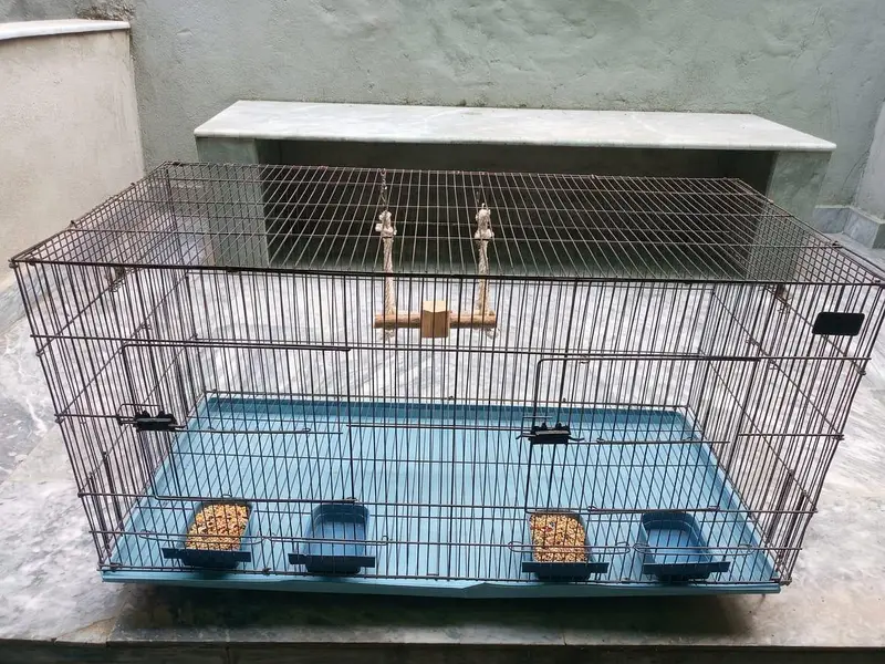 cages of budgies and lovebirds