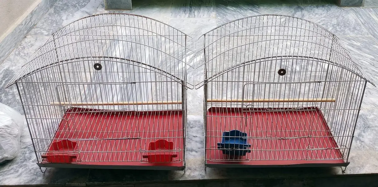 cages of budgies and lovebirds — photo 2