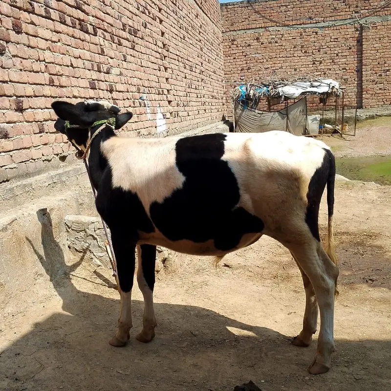 OX of Cow