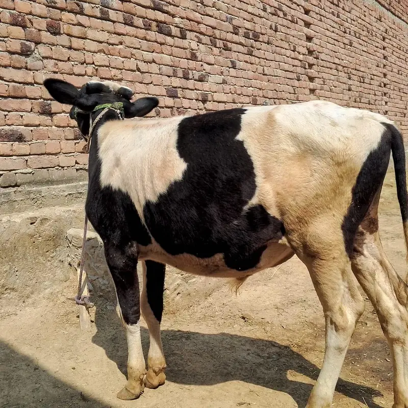 OX of Cow — photo 2