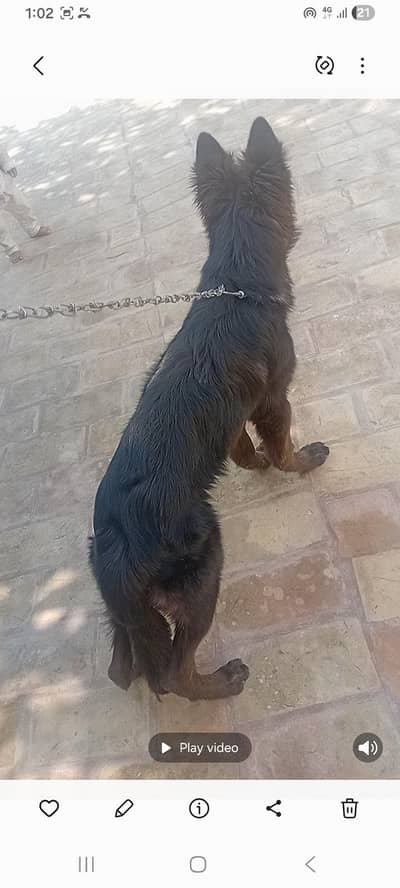 Black mail pup 5 month for new home