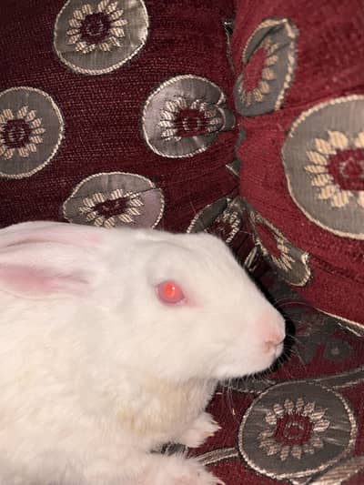 Red eyes white rabbit