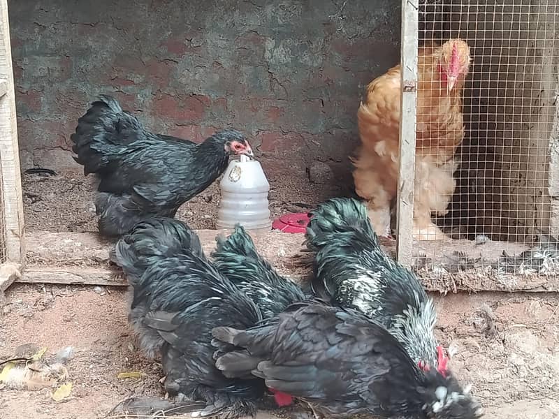 fancy 6 month chicks 0