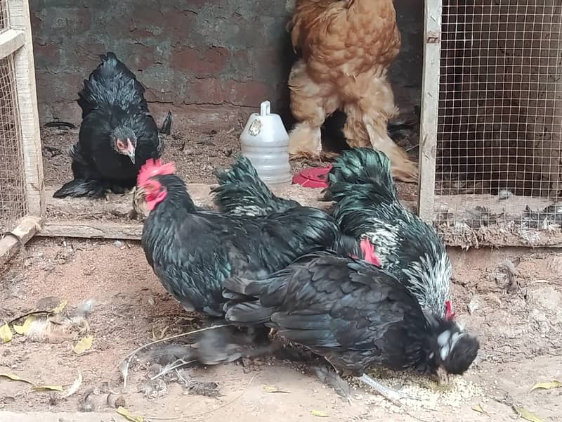 fancy 6 month chicks 1