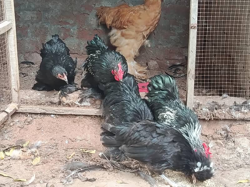 fancy 6 month chicks 2