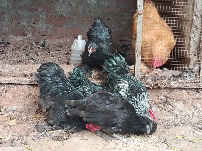 fancy 6 month chicks 3