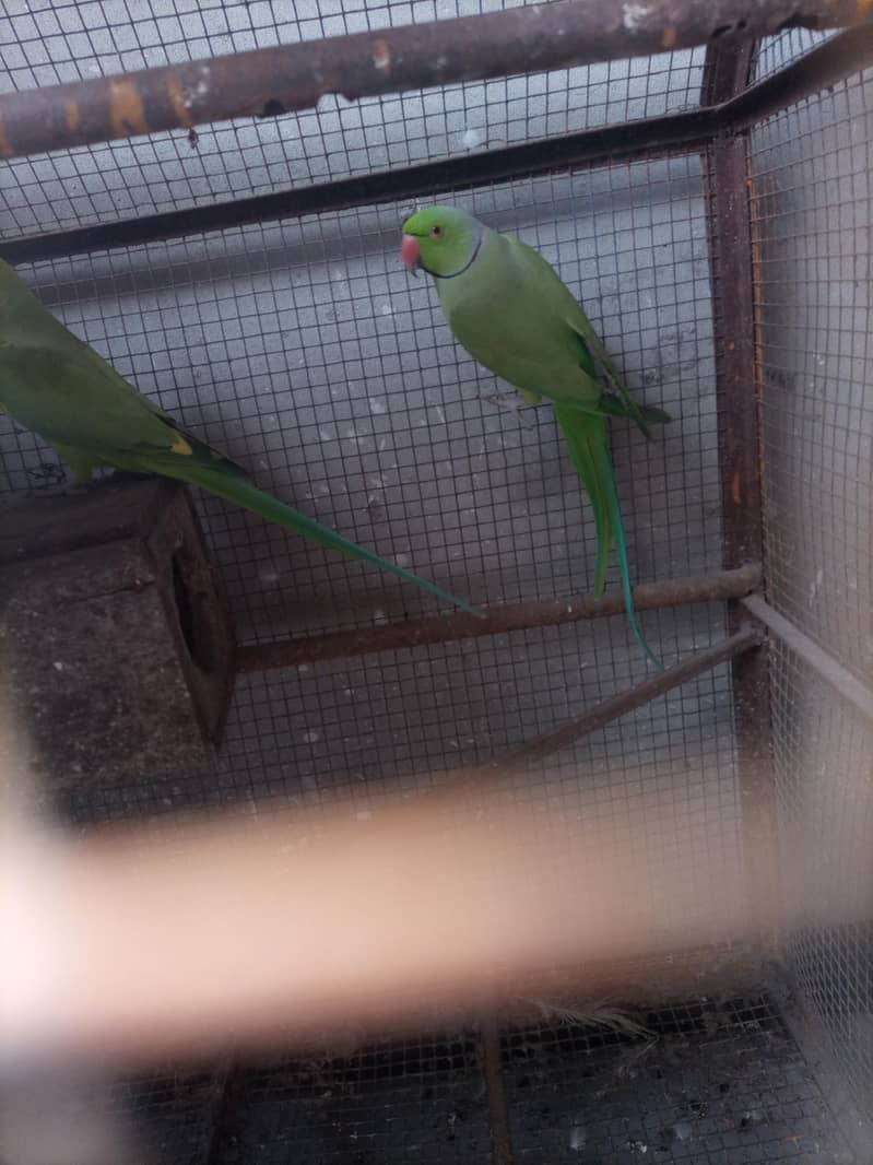 baridar pair 1