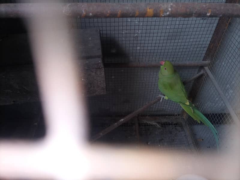 baridar pair 2