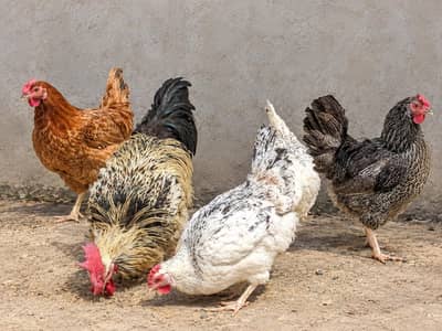 4 Murghiyan Aur 1 Murgha Sale Ke Liye