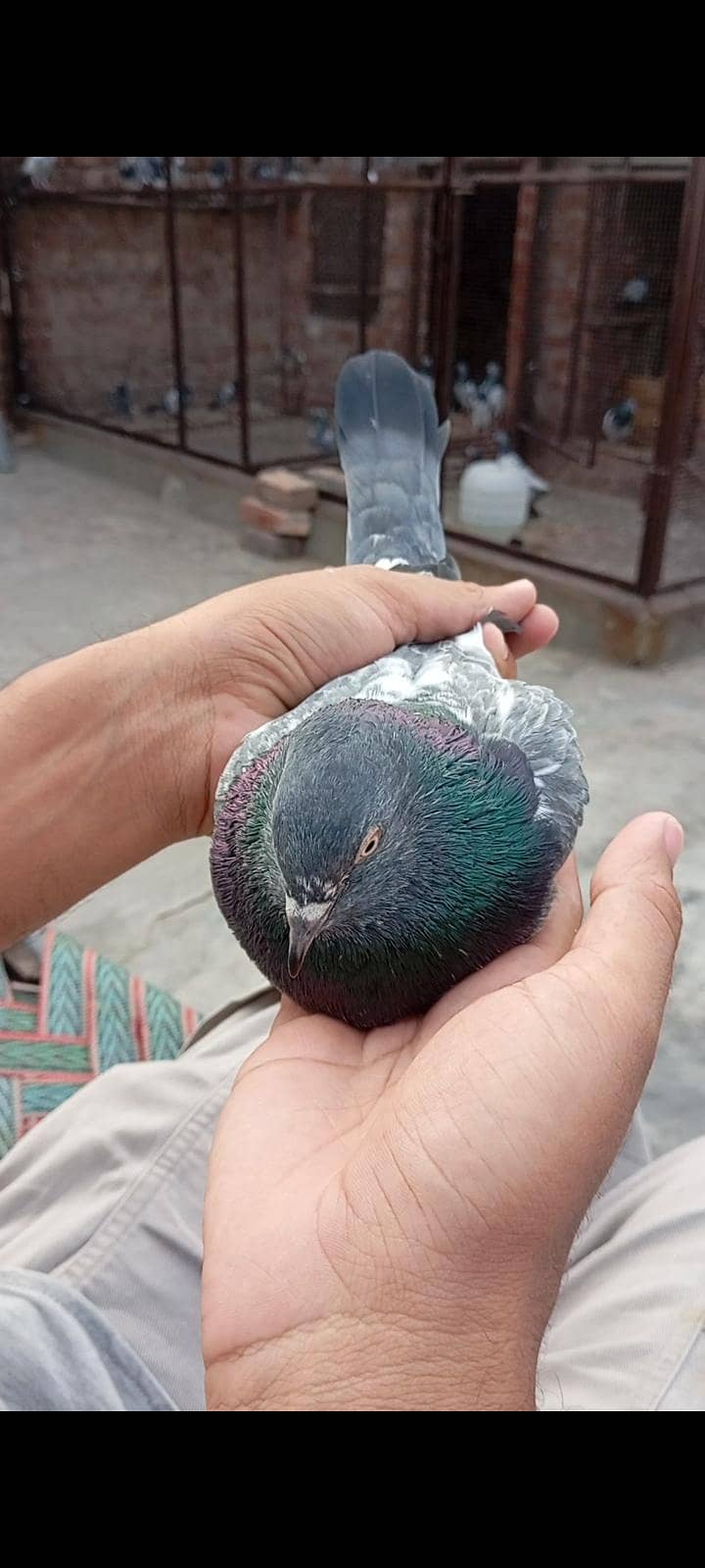 Dab wala Pair 2