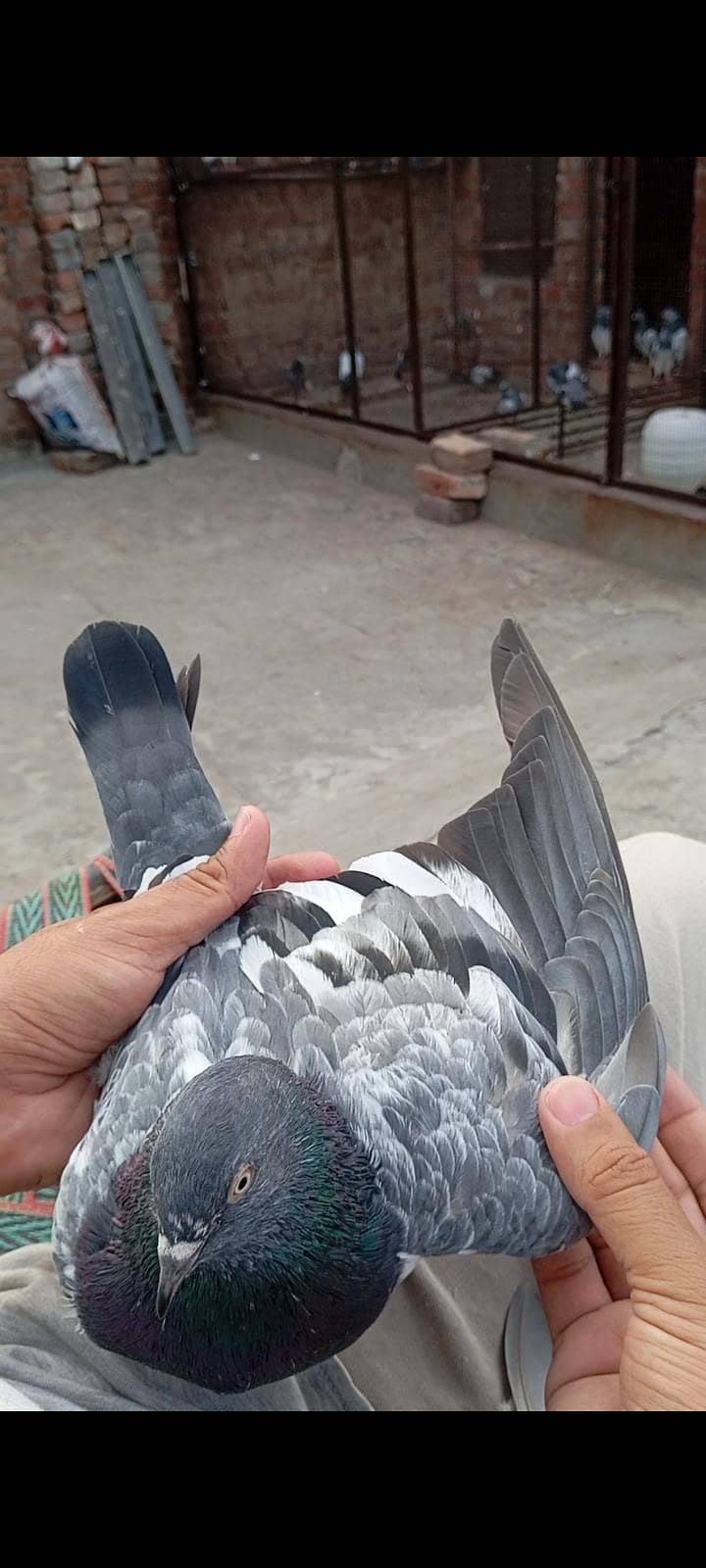 Dab wala Pair 4