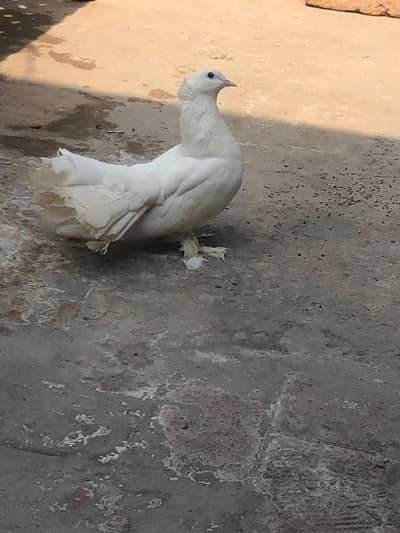 lakey female healthy and active