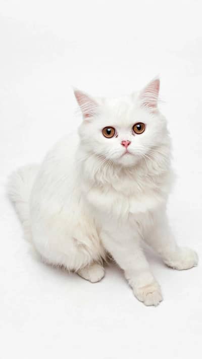 7 - 8 months old white female cat - little trained - Healthy