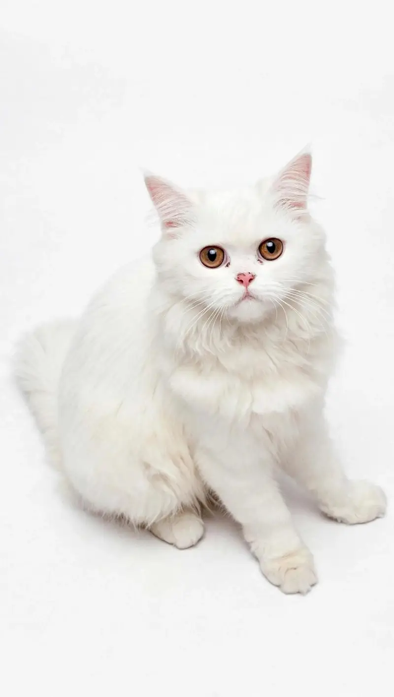 7 - 8 months old white female cat - little trained - Healthy
