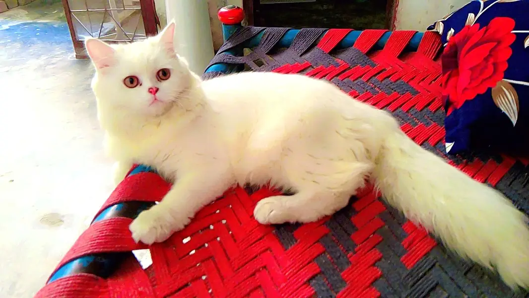 7 - 8 months old white female cat - little trained - Healthy — photo 2