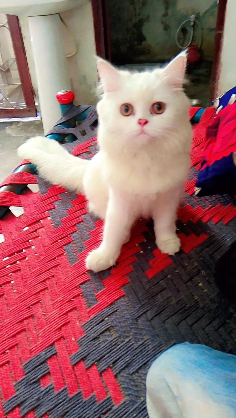 7 - 8 months old white female cat - little trained - Healthy — photo 3
