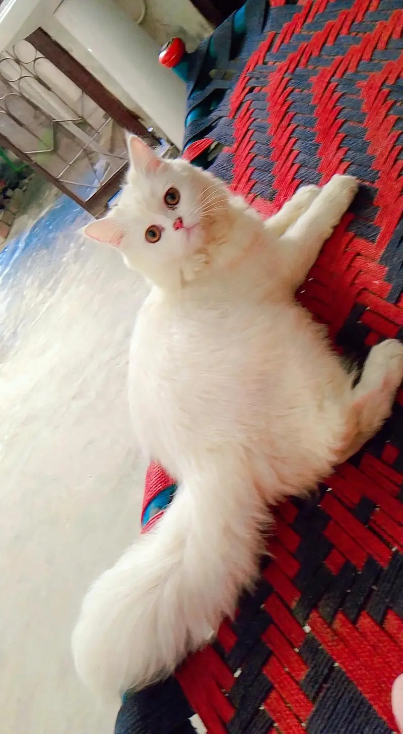 7 - 8 months old white female cat - little trained - Healthy — photo 4