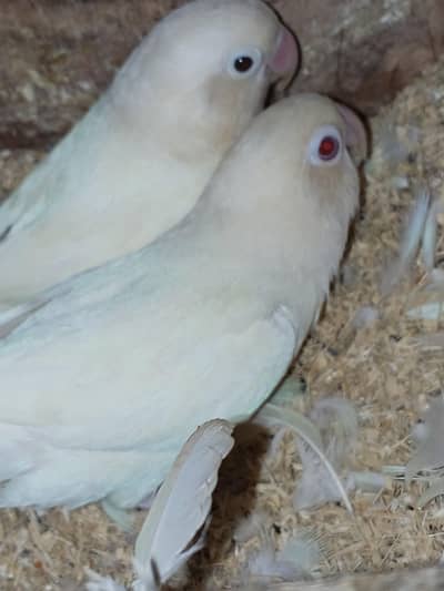 Love birds for sale