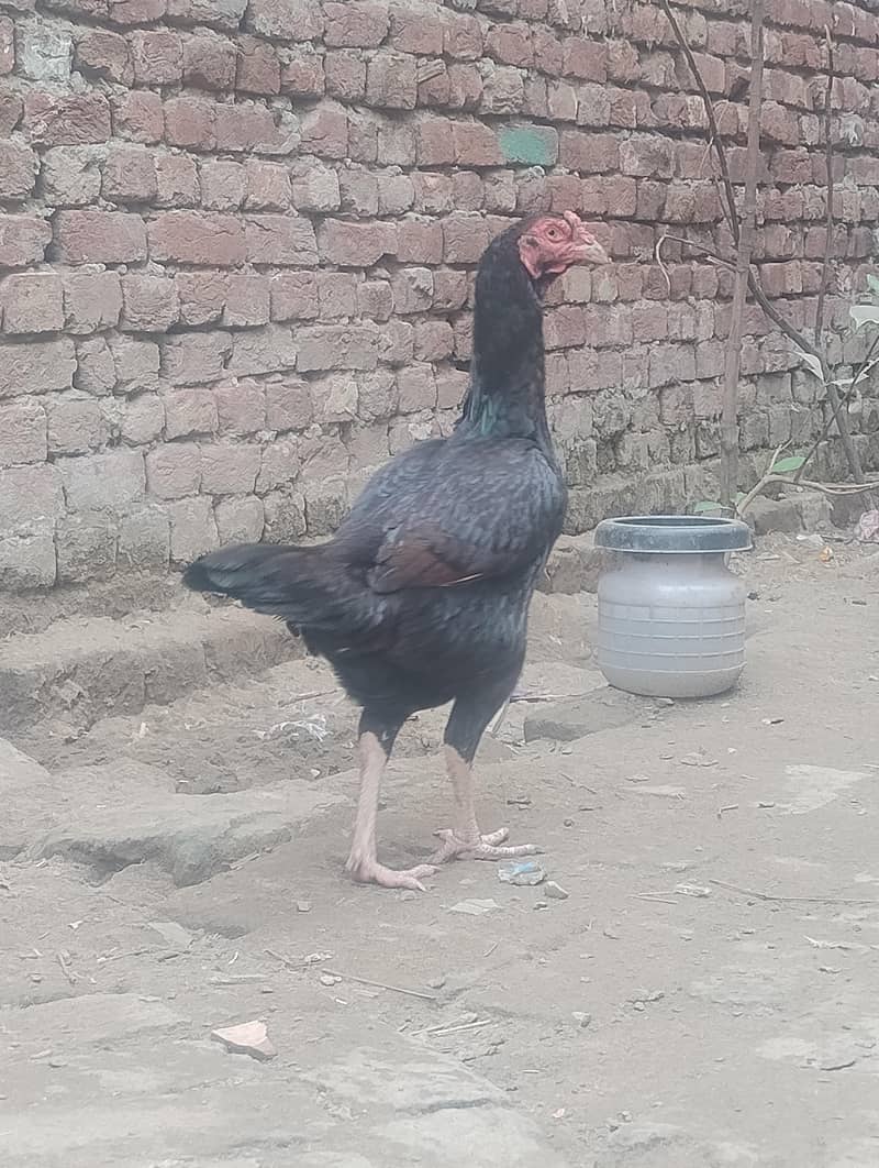 weight 3 KG 3