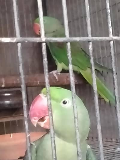 Kashmiry pahari piar for sale 0316/240/25/35 ready to breed